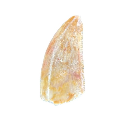 Dent dinosaure carnivore - de,