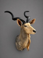 Grand Trophée Antilope