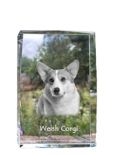 Pembroke welsh corgi collier - welsh,