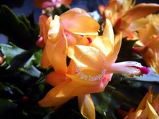 Bouture Cutting  Schlumbergera Cactus de Noël jaune abricot