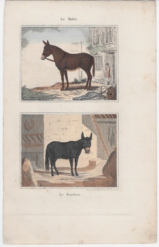 Buffon gravure ancienne vers - buffon.,