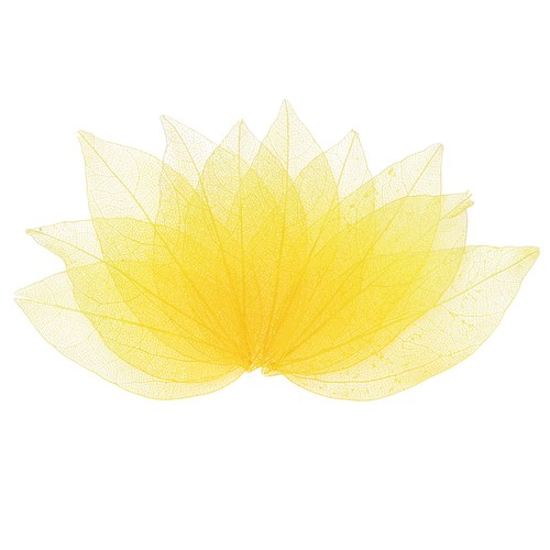 Feuilles caoutchouc naturel