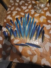 plumes de perroquet ara ararona