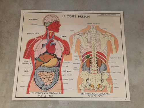 Affiche scolaire rossignol - affiche,