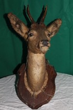 tête de brocard naturalisé