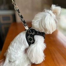 Kits De Harnais De Laisse En