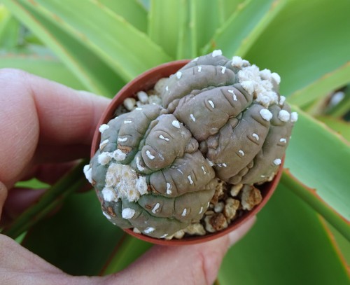 Astrophytum asterias ruri - astrophytum,