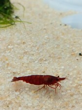 Crevettes Rouge
