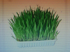 500 Graines d'herbe à Chat BIO / Orge à Semer