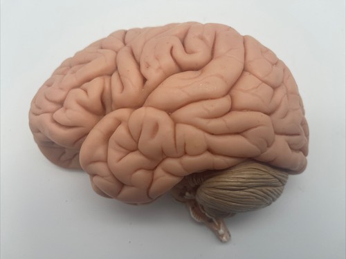Somso half brain anatomical - somso,