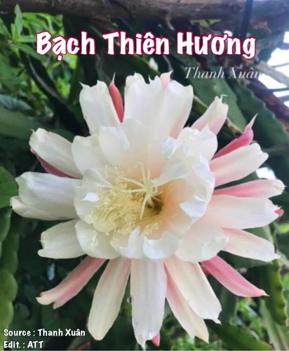 Epiphyllum bạch thiên - epiphyllum,