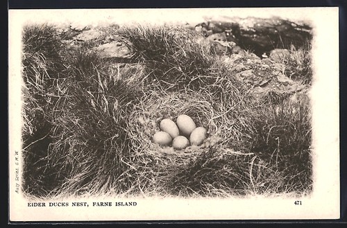 Carte postale farne - carte, island