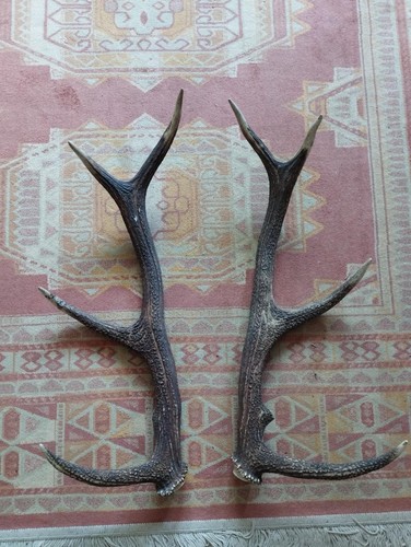 Belle paire bois cerf 64cm - bois,