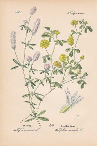 Trifolium trèfle thome - -,
