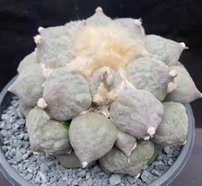 Rare Cacti SucculentLive