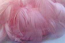 50 x plumes CANARD ROSE