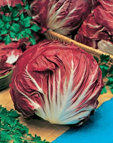 Chicorée rouge vérone - de,