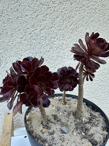 Aeonium pourpre atropurpureum - aeonium,