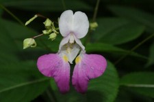 Sachet de 30 graines de