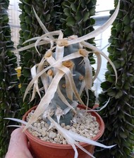 TEPHROCACTUS PAPYRACANTHUS