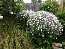 1 plant Geranium maderense 'Guernsey White '  Géranium de madère blanc godet