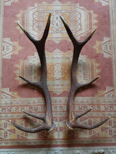 BELLE PAIRE BOIS CERF 10 CORS