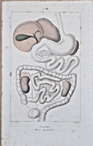 Gravure aquarellée xixe - aquarellée,