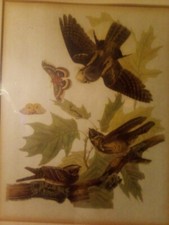 Whip-Poor-Will   Birds Of