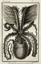 ARGONAUTE Mollusque GRAVURE