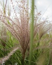 ♫ EULALIE Roseau de Chine 'Morning' - Miscanthus ♫ Graines ♫ Ornement GRAMINEE ♫