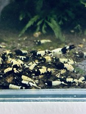 Crevettes Taitibee Pinto Lot  De 12 Crevettes