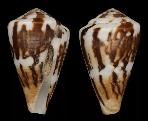 Coquillage collection - coquillage,