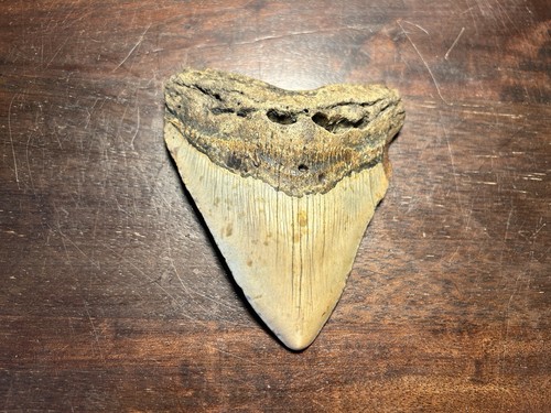Dent megalodon fossile 100 - dent, 100%