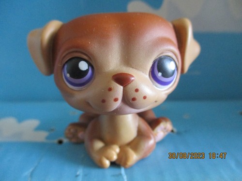 Petshop chien carlin - petshop, /
