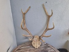 Massacre de cerf élaphe ; Cervus elaphus 10 cors #N3