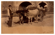 France, Bayonne, attelage de