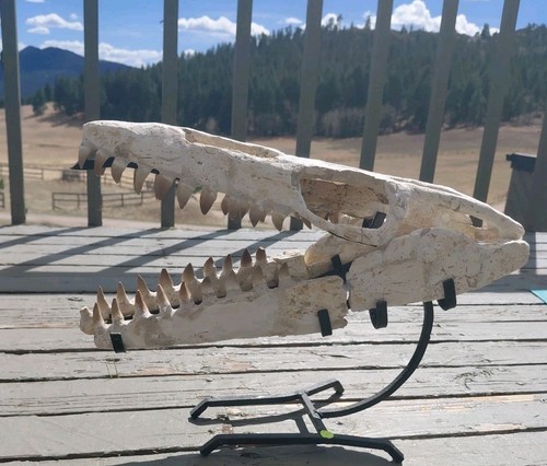 Mosasaur jaw fossil - jaw, +stand