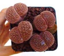 Lithops hookeri v. marginata