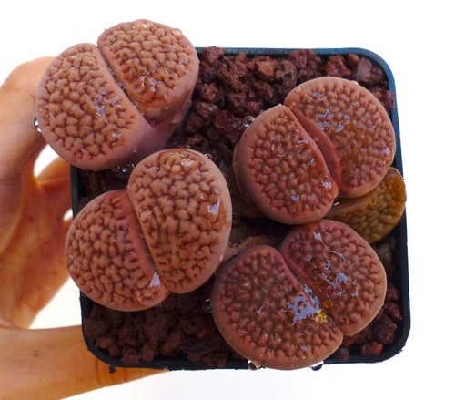 Lithops hookeri marginata - hookeri, v.