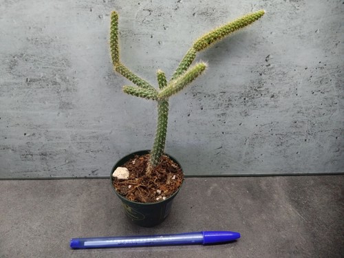 Jeune plante aporocactus - plante,
