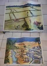 Affiche Scolaire vintage An 50's Rossignol école --> RIZIÈRE / OASIS 