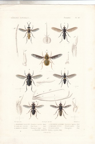 Original rare hand colored - rare,