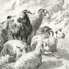 Troupeau Boucs Moutons