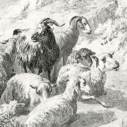 Troupeau boucs moutons - troupeau,