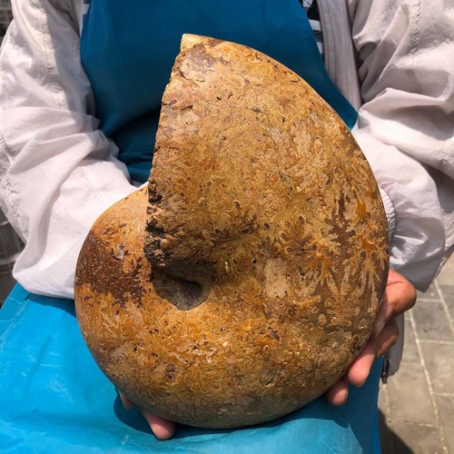 07lb rare natural tentacle - 8.07lb,