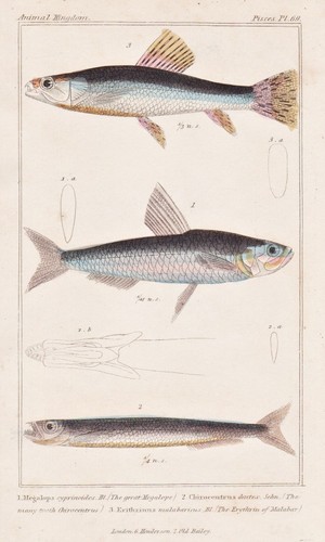 Poisson tarpon indo pacifique - poisson,