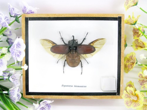 Eupatorus birmanicus - ,