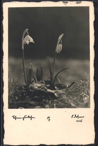 Carte postale photo adalbert - carte,