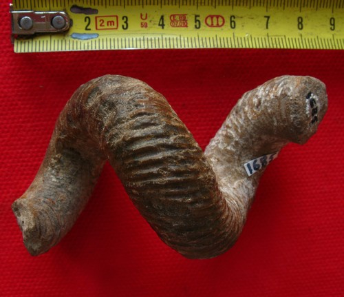 Ammonite hétéromorphe - , du