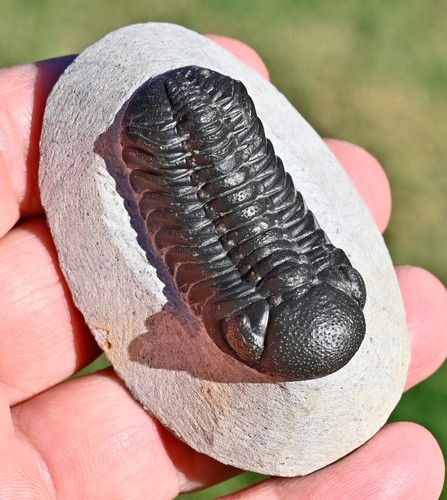 Trilobite fossil phacops sp - phacops,
